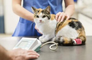 Лечение артериального давления у кошек и собак.