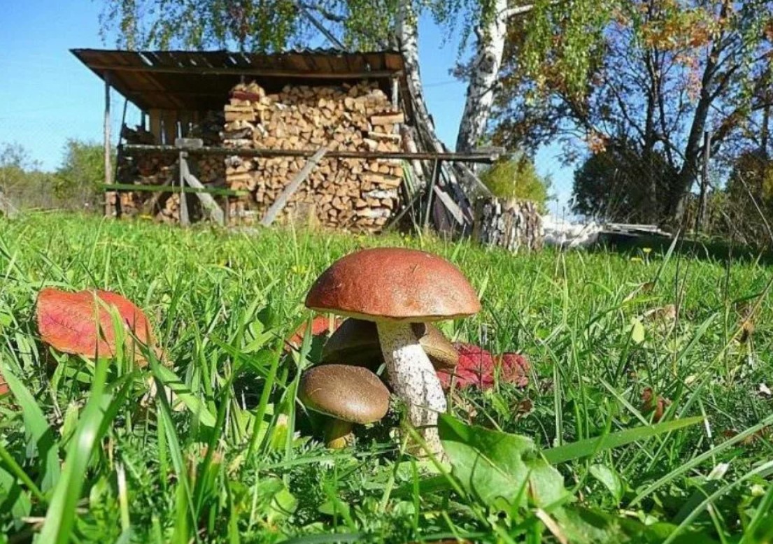 Собственные грибы на садовом участке
